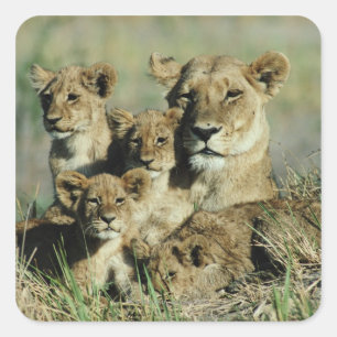 Adesivo Quadrado Delta de Okavango, Botswana