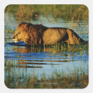 Adesivo Quadrado Delta de Okavango, Botswana 3