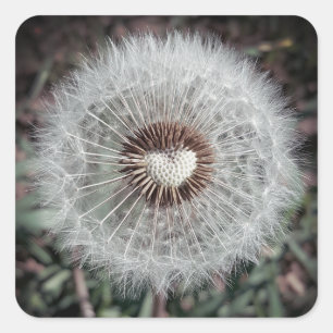 Adesivo Quadrado Dente-de-leão