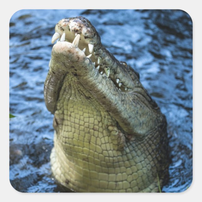 Adesivo Quadrado Dentes De Crocodilo Água (Frente)