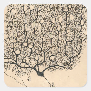 Adesivo Quadrado Desenho De Neuron Por Santiago Ramón Y Cajal