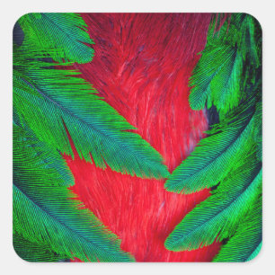 Adesivo Quadrado desenho de pena de quetzal resplandecente
