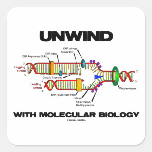 Adesivo Quadrado Desenrole com biologia molecular (a réplica do