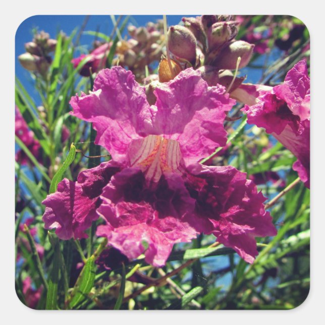 Adesivo Quadrado Desert Orchid Bloom Photo Vivid Pink Purple Flower (Frente)