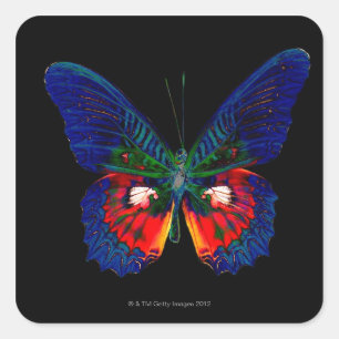 Adesivo Quadrado Design colorido da borboleta contra o contexto