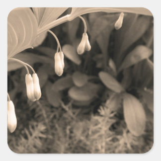 Adesivo Quadrado Dew Drops