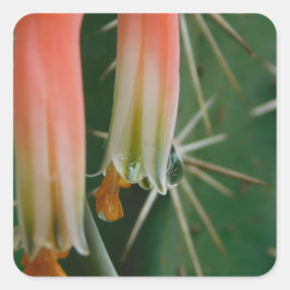 Adesivo Quadrado Dew on Aloe Bloom