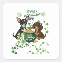 dia de S. Patrício "Pata de Ouro "  