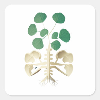 Adesivo Quadrado Dia de São Patrício de Shamrock de sorte