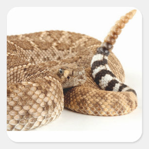 Adesivo Quadrado Diamondback Ocidental Rattlesnake.