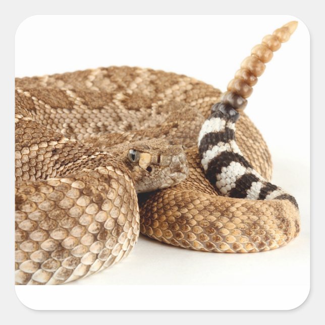 Adesivo Quadrado Diamondback Ocidental Rattlesnake. (Frente)