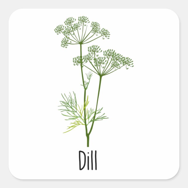 Adesivo Quadrado Dill Spices Herb (Frente)