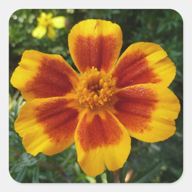 Adesivo Quadrado Disco Marigold Orange and Red Summer Flower (Frente)