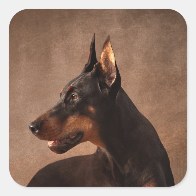 Adesivo Quadrado Dobermann - Doberman Pinscher (Frente)
