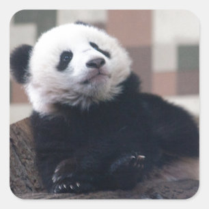 Adesivo Quadrado Doce Giant Panda Baby