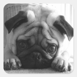 Adesivo Quadrado Doces Pugs