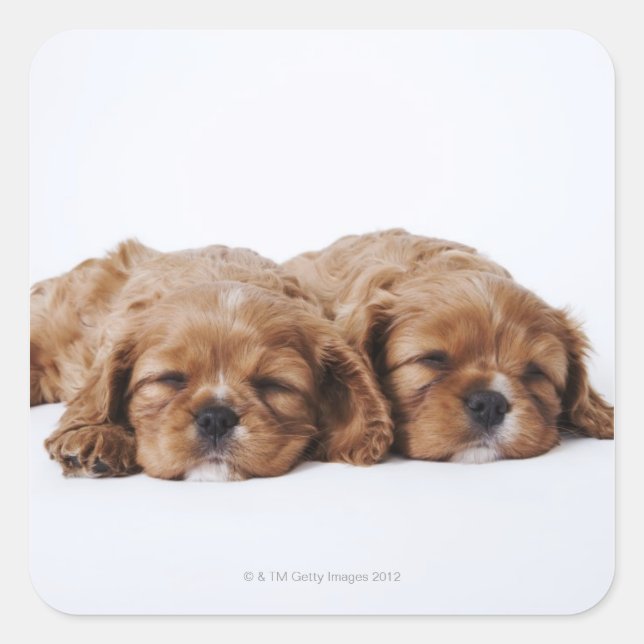 Adesivo Quadrado Dois cachorros Cavalier King Charles Spaniel (Frente)