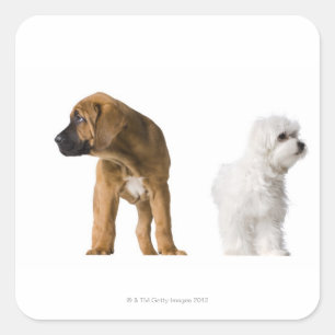 Adesivo Quadrado Dois cães