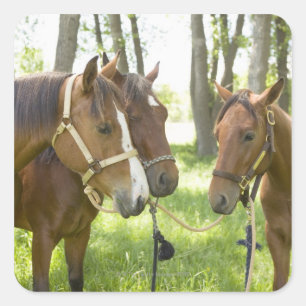 Adesivo Quadrado Dois cavalos do Quarter Americano em sombra