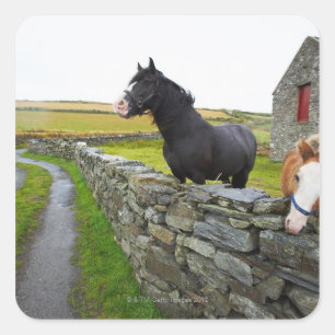 Adesivo Quadrado Dois cavalos na fazenda na Inglaterra rural