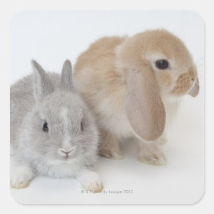 Adesivo Quadrado Dois coelhos. Anão de Netherland e Holland Lop.