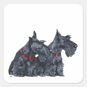 Adesivo Quadrado Dois curiosos terriers escoceses