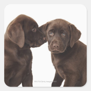 Adesivo Quadrado Dois filhotes de cachorro de labrador retriever do