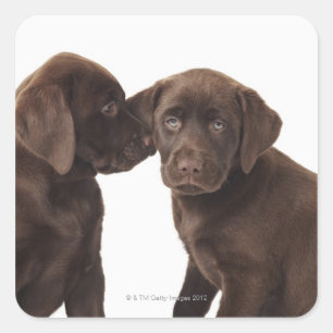 Adesivo Quadrado Dois filhotes de cachorro de labrador retriever do
