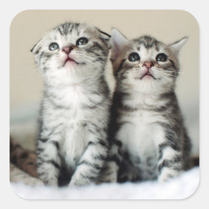Adesivo Quadrado Dois gatinhos bonitos