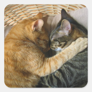Adesivo Quadrado Dois gatos de gato malhado do sono que afagam