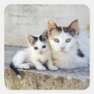 Adesivo Quadrado Dois gatos nas etapas de pedra