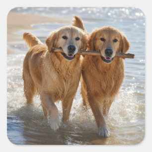 Adesivo Quadrado Dois Golden Retrievers Carregando um Graveto