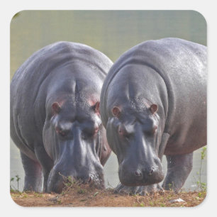 Adesivo Quadrado Dois Hippos