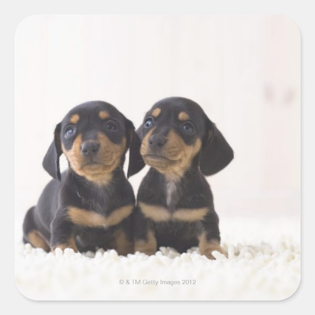 Adesivo Quadrado Dois Mini Dachshund Sentados (Frente)