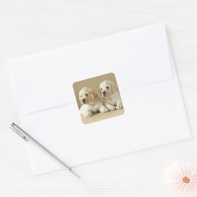 Adesivo Quadrado Dois Ouros Labrador Puppies (Envelope)