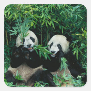 Adesivo Quadrado Dois pandas comendo bambu juntos, Wolong
