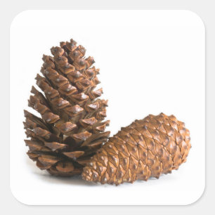 Adesivo Quadrado Dois pinecones