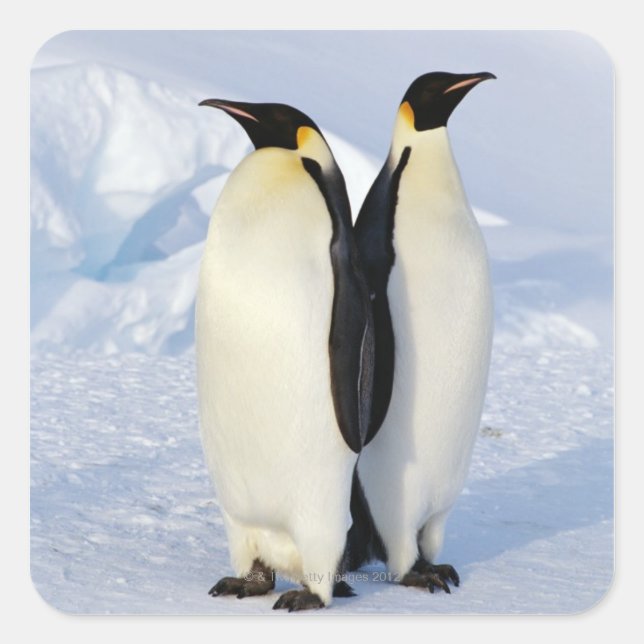 Adesivo Quadrado Dois Pinguins Imperadores na Antártica (Frente)