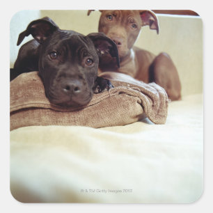 Adesivo Quadrado Dois terrier de pitbull que sentam-se dentro,