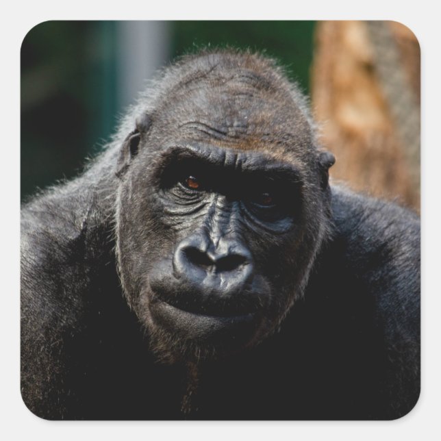 Adesivo Quadrado Dominant Primate Gorilla Ape (Frente)