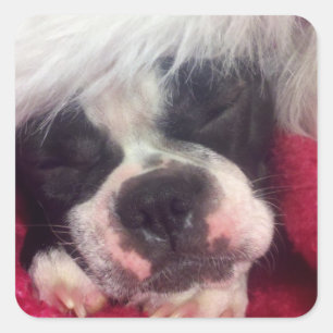 Adesivo Quadrado Dormir no Boston Terrier Sticker
