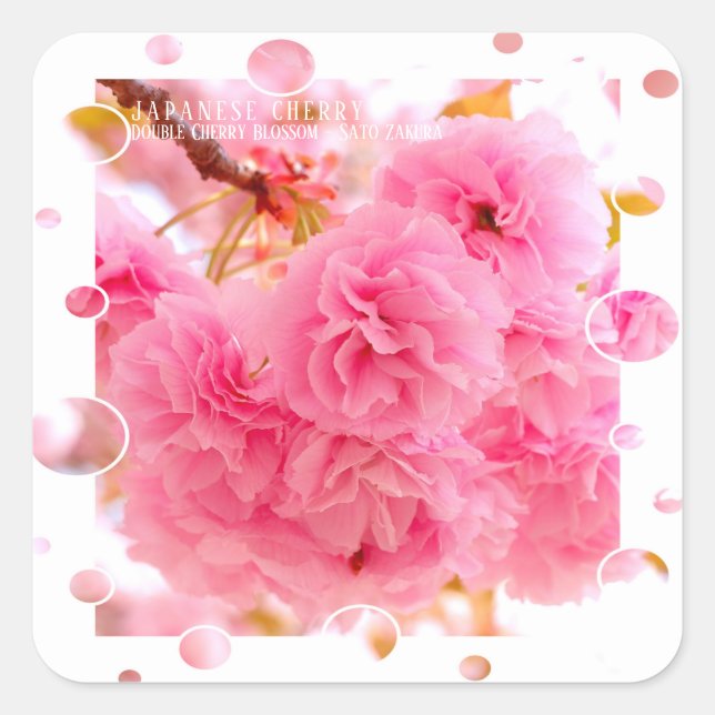 Adesivo Quadrado Double Cherry Blossom: Sato-zakura (Frente)