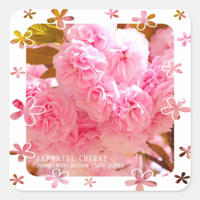 Adesivo Quadrado Double Cherry Blossom: Sato-zakura (Frente)