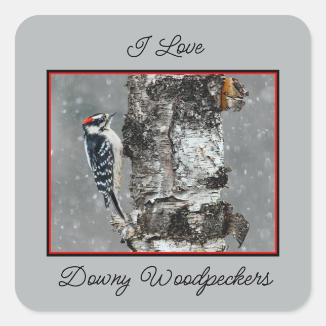 Adesivo Quadrado Downy Woodpecker em Neve - Foto Original (Frente)