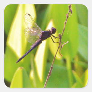 Adesivo Quadrado Dragonfly Blue e preto na grama.