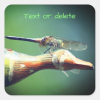Dragonfly Co Piloto Personalizado Natureza