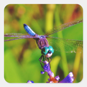 Adesivo Quadrado Dragonfly e flor