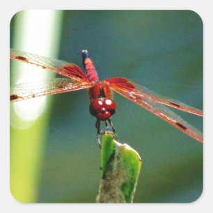 Adesivo Quadrado Dragonfly Frontal Vermelha e Negra