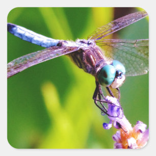 Adesivo Quadrado Dragonfly Teal & Purple