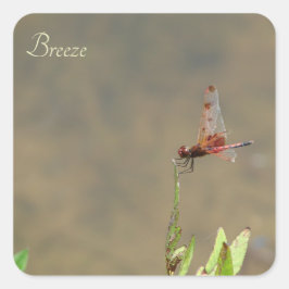 Adesivo Quadrado Dragonfly vermelha que repousa sobre uma palha